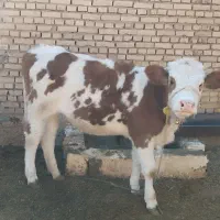 گاو سیمینتال