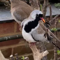 پرنده زینتی مولد کرواتی