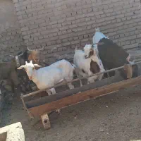 بز ابست|حیوانات مزرعه|بیرجند, |دیوار