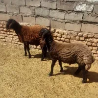 بره قوچی همو