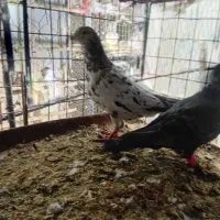 سه عدد ماده به ضمانت