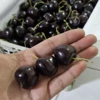 گیلاس درجه یک شاندیز