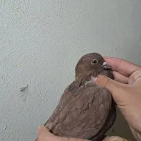 تعدادی کبوتر|پرنده|فولادشهر, مسکن مهر فولادشهر|دیوار