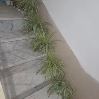 گل گندم گل گندمی|گل و گیاه طبیعی|الوند, |دیوار