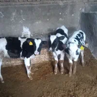 گوساله نر هلشتاین ۱۰۰ روزه از شیر برگشته|حیوانات مزرعه|دشتابی, |دیوار