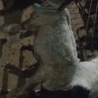 برهماده|حیوانات مزرعه|جره و بالاده, |دیوار