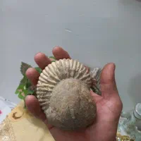 سنگ فسیل|کلکسیون اشیاء عتیقه|مشهد, پنجتن|دیوار