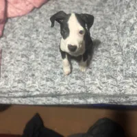 سگ پیت بول ماده|سگ|تهران, نازی‌آباد|دیوار