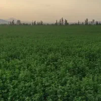 زمین-کشاورزی-شصت-هکتار-آبی