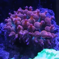 دلقک اسلاریس و شقایق بابل رز