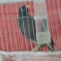 مینا|پرنده|مشهد, پورسینا|دیوار