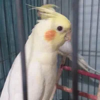 عروس هلندی ماده لوتینو..جوجه ی خانگی