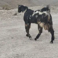 بز فروشی