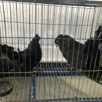 کبوتر کفتر چتری