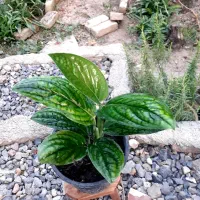 گلخانه و گلفروشی پرنده بهشتی|گل و گیاه طبیعی|خان ببین, |دیوار