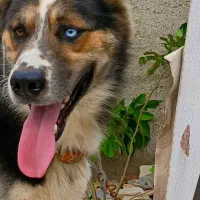 سگ هاسکی دو رگ ژرمن