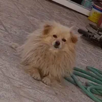 سگ پاپی|سگ|اصفهان, بابوکان|دیوار