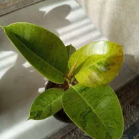 انواع گلهای اپارتمانی|گل و گیاه طبیعی|شاهین‌شهر, شهرک هشت بهشت|دیوار