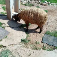 کوهه نر|حیوانات مزرعه|مسجد سلیمان, |دیوار