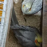 واگذاری جفت عروس هلندی