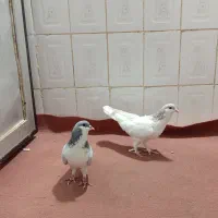 کبوتر