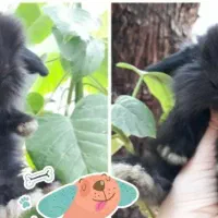 توله خرگوش لوپ عروسکی (همه رنگ)|موش و خرگوش|اهواز, پادادشهر|دیوار