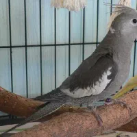 عروس هلندی گمشده
