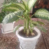 گل و گیاه|گل و گیاه طبیعی|جوانرود, |دیوار