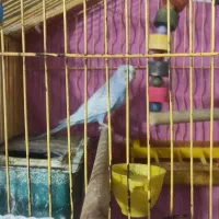 مرغ عشق|پرنده|مشهد, کارمندان دوم|دیوار