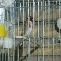 طوطی عروس هلندی|پرنده|اندیمشک, |دیوار