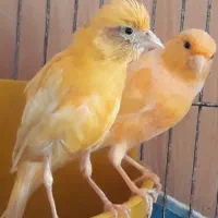 قناری ماده هردوتاش ماده هستن