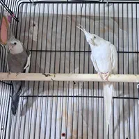 عروس هلندی