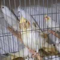 ۲۹ عدد عروس مولد و جوجه