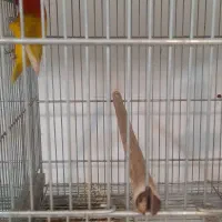 طوطی برزیلی رنگ خاص|پرنده|زرگرشهر, |دیوار