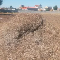 سامان پاخلا