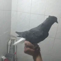 کبوتر دم سفید شانزده دم