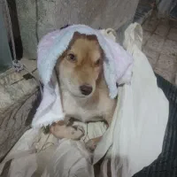 سگ اشپیتز|سگ|مشهد, ابوذر|دیوار