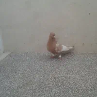 بهبونی