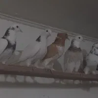 کفتر۲۱نروماده عالی جنس پرشی یکی ازیکی بهتریکجافقط|پرنده|تهران, شهرک رضویه|دیوار