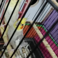 عروس هلندی|پرنده|تبریز, |دیوار