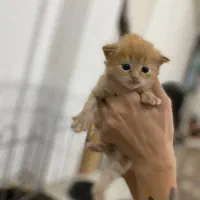 دو عدد گربه لانگ هیر|گربه|مشهد, شهید قربانی|دیوار