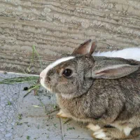 معاوضه یک جفت خرگوش