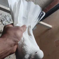 کفتر سفید خال پیس نر