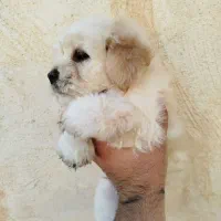 توله سگ|سگ|اهواز, شریعتی جنوبی|دیوار