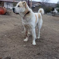 سگ نژاد ولکادو