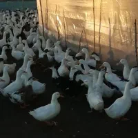 اردک فروش فوری قیمت مناسب|حیوانات مزرعه|چاف و چمخاله, |دیوار