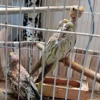 جوجه عروس هلندی عالی