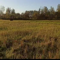 زمین مسکونی با پروانه ساخت با ۱۳ متر بر آسفالت|فروش زمین و ملک کلنگی|رشت, شکار اسطلخ|دیوار