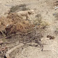 سگ فروشی|سگ|گراش, |دیوار