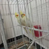 عروس هلندی
